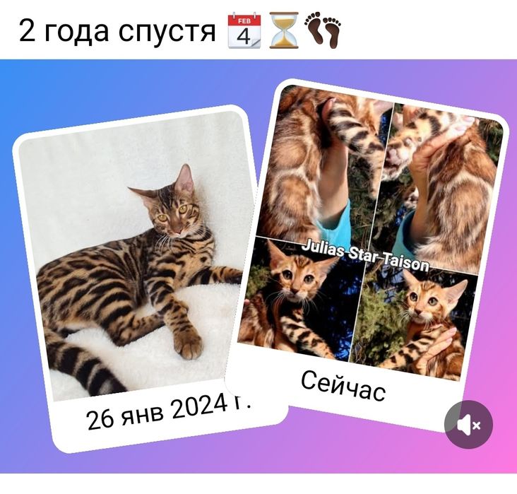Бенгальсикие котята: леопард, который мурчит