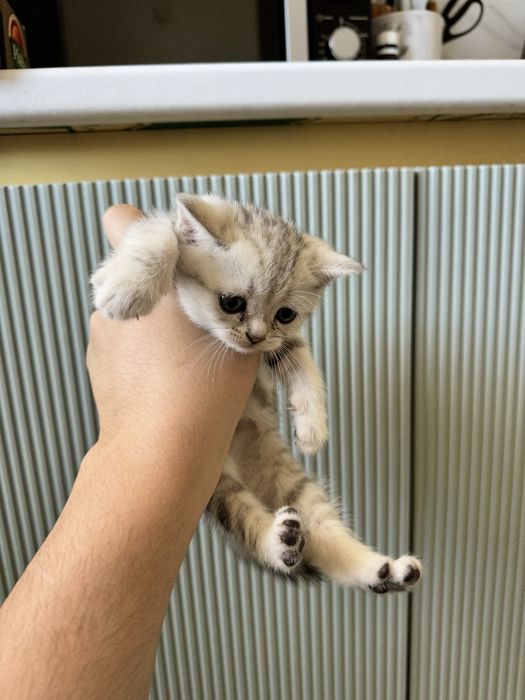 Котята шотладские