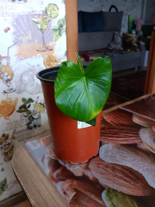 Продам цветок каллы