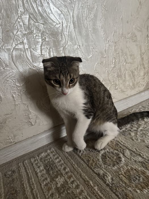 Отдам в добрые руки котенка