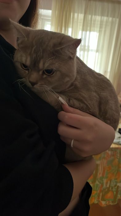 Отдам кота в добрые руки