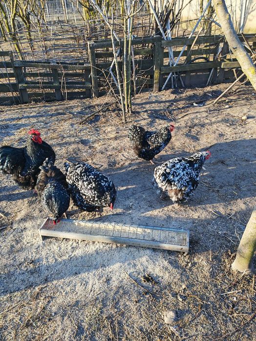 Oua găini orpnigton