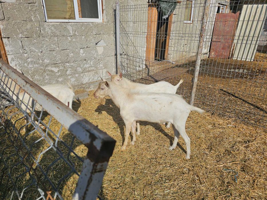 Vand tapi ciuti cu pedigree