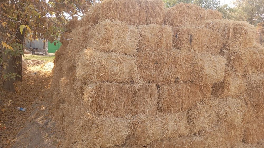 Сабан, Солома пресс