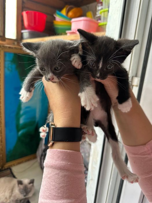 Котята в добрые руки