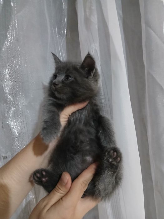 Продаётся шотландский страйт