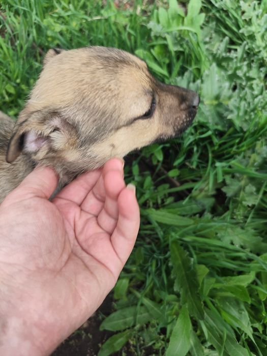 Щенок девочка ищет себе семью