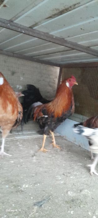 Кизил хукизлар сотилади