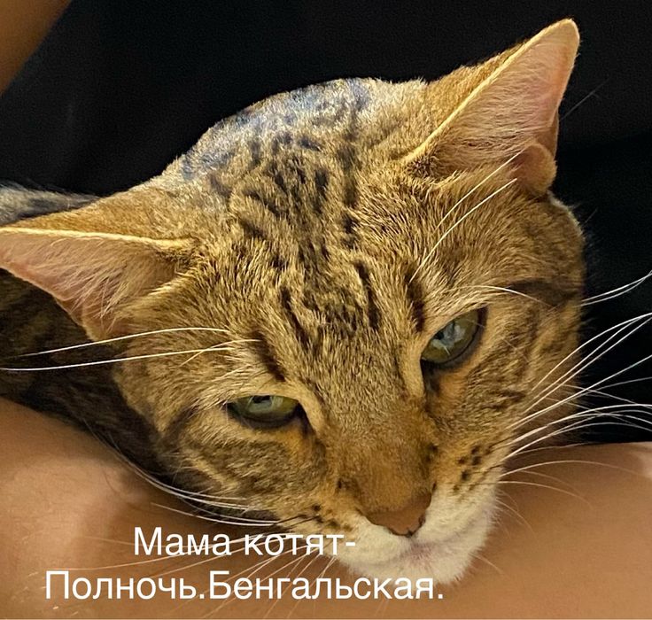 Продаются бенгальские котята