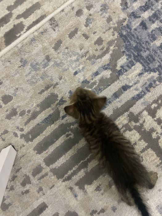 Кот котёнок кошка 2