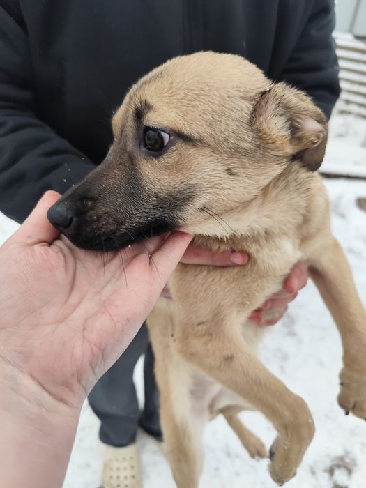 Щенок девочка 3 месяца ищет дом