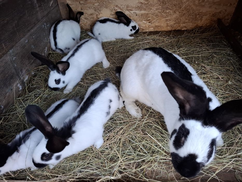 Pui de Iepuri de vanzare