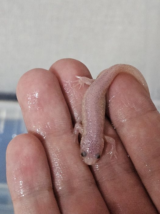 Тритоны альбиносы