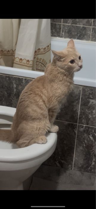 Котенок 6мес мальчик