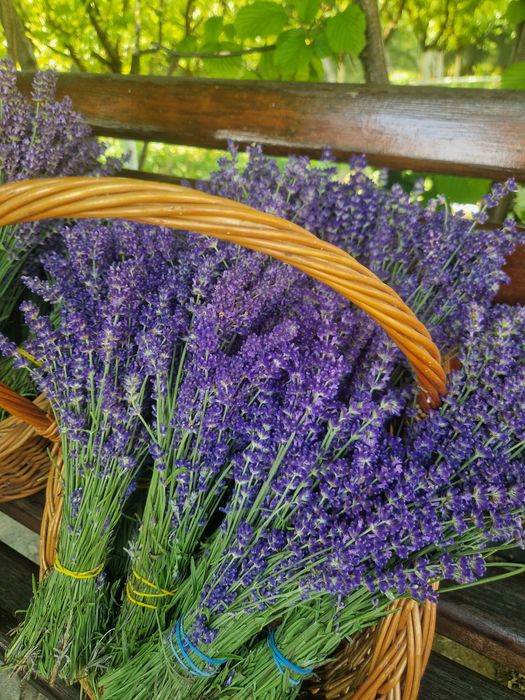 Vindem buchete lavanda