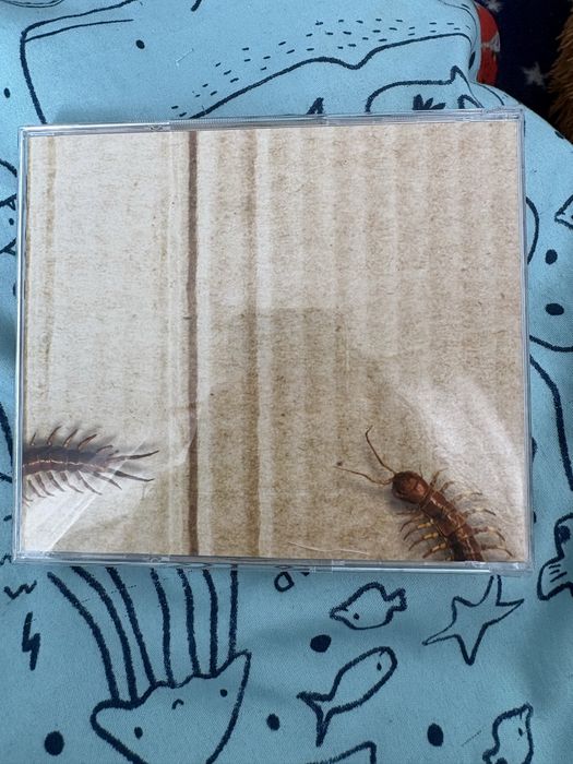 Cd artist kazi ploae
