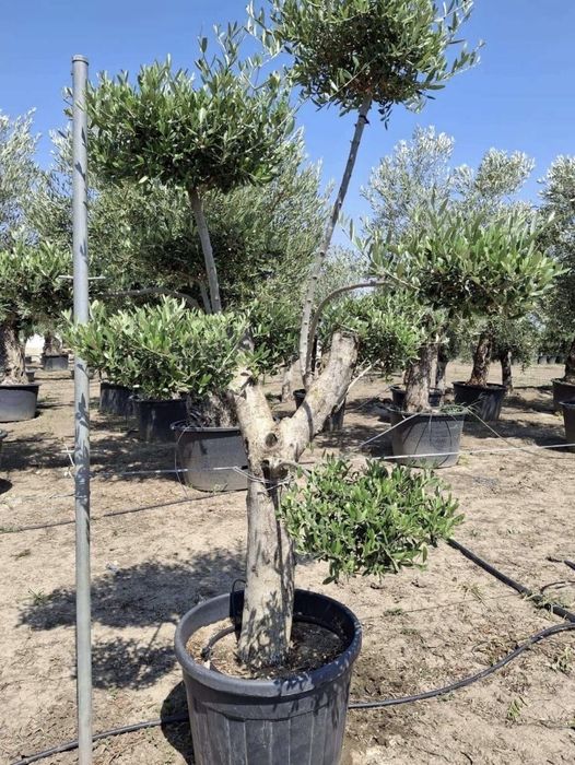 Maslini seculatri si bonsai de vanzare