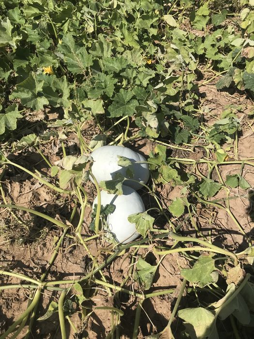 Продам тыква рамашка крошка