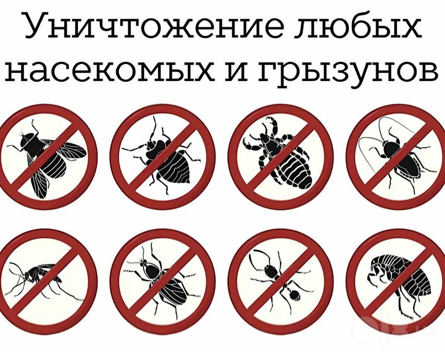 Крысы | Мышь | Сичкон | Каламуш | Уничтожение грызунов