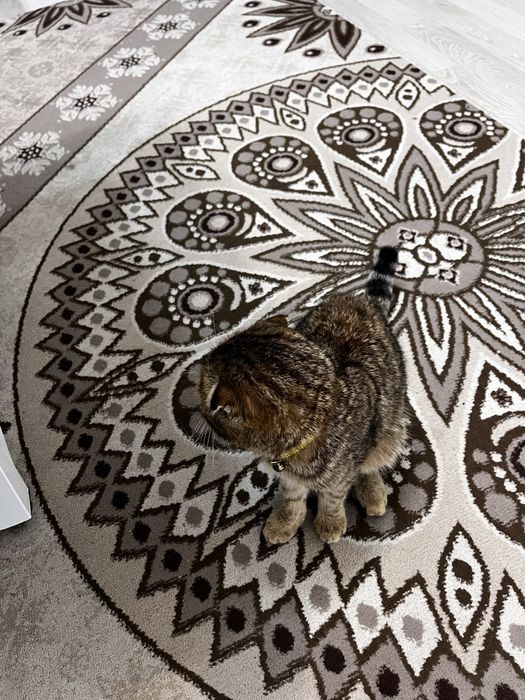 Шатланский котик