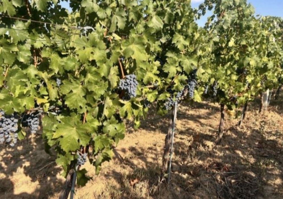 Vând struguri de vin