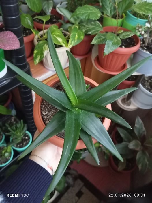 Продам цветы комнатные