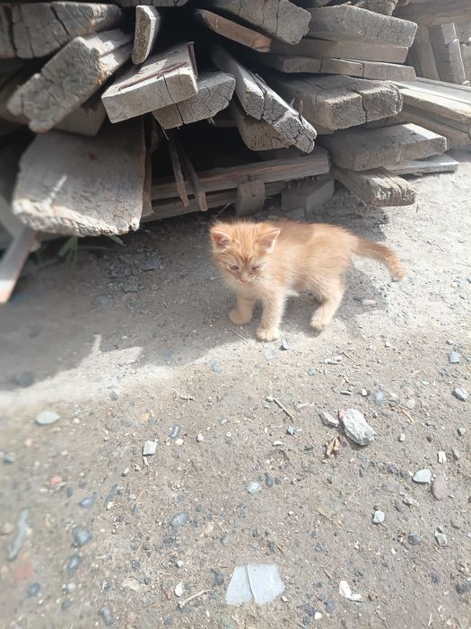 Котята бесплатно.