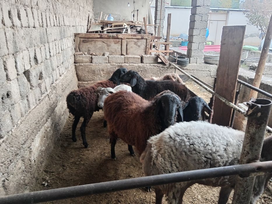 Qoshqor qoy кочкор кой куй