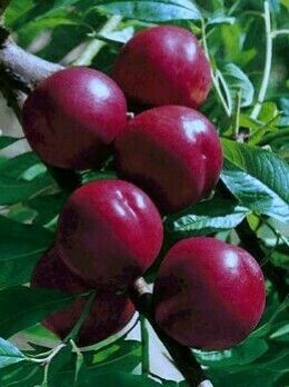 Pomi Fructiferi Columnari  (Nectarin )