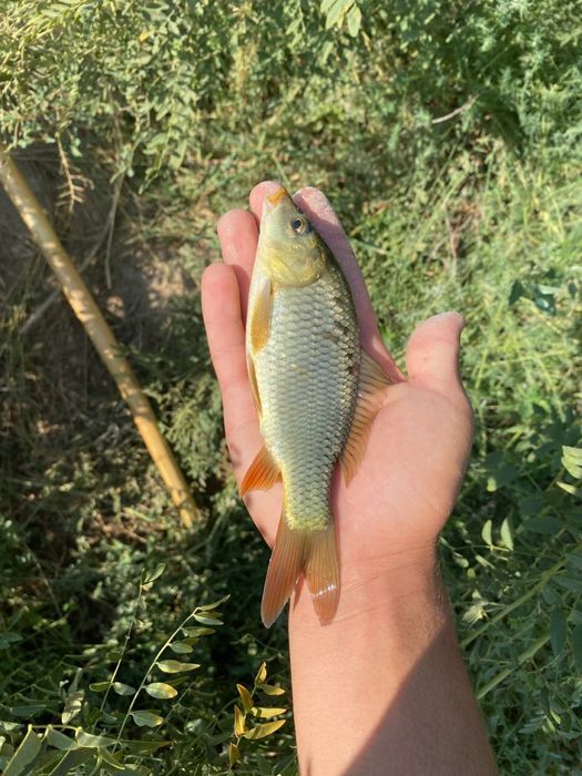 Baliq рыба Buxoro optim va donaga ham bor