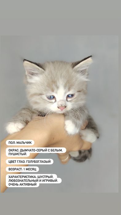 Отдаем котят в добрый руки