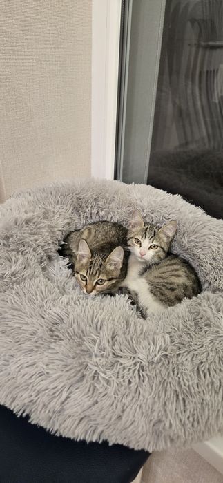 Дарим котят юго-восток