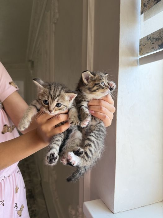 Продаются очаровательные котята