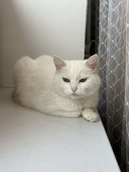 срочно отдадим кошку