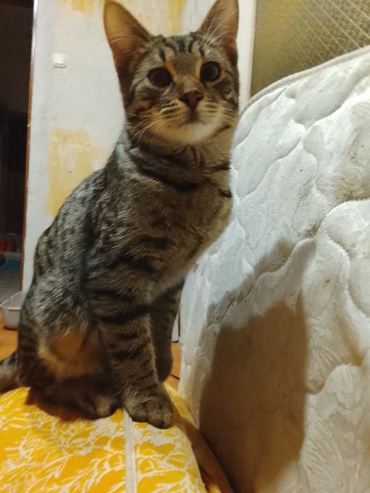 отдам даром в хорошие руки