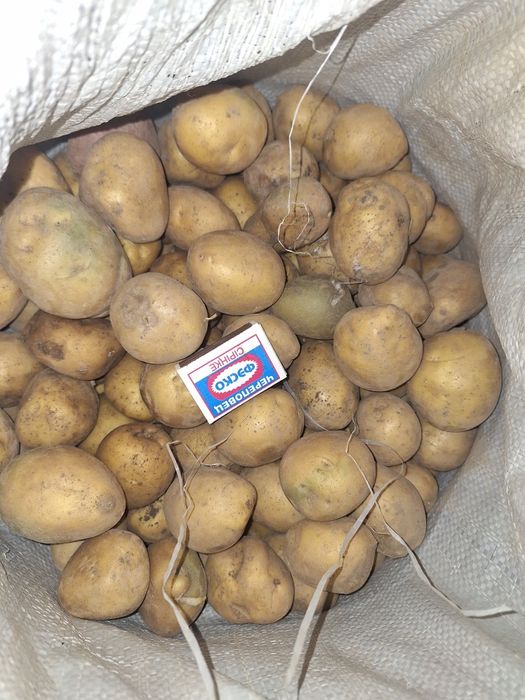 Семена картофеля