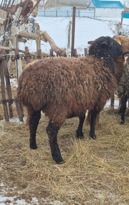 Қысыр қой сатылады.