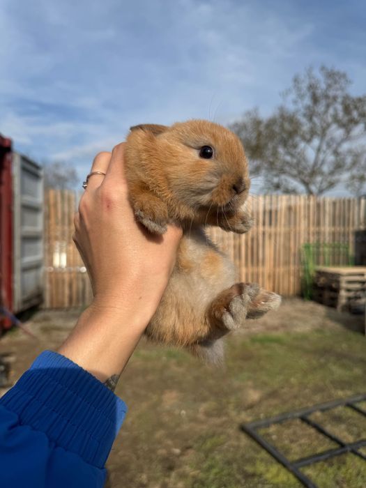Продам кроликов декоративные