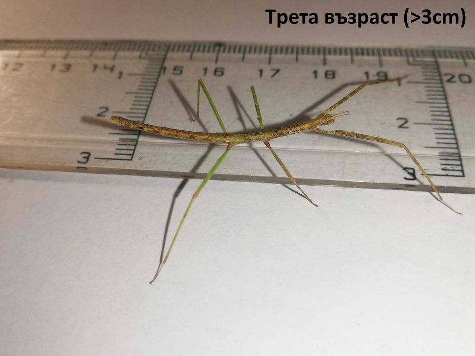 Интересен домашен любимец Виетнамски пръчици