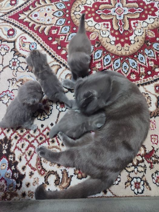 Котята вислоухие