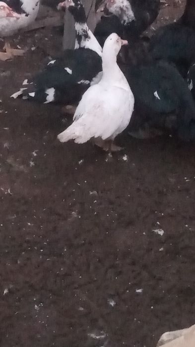 Молодые индоутки