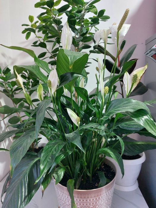 Женское счастье, ашылып жатыр гүлдері