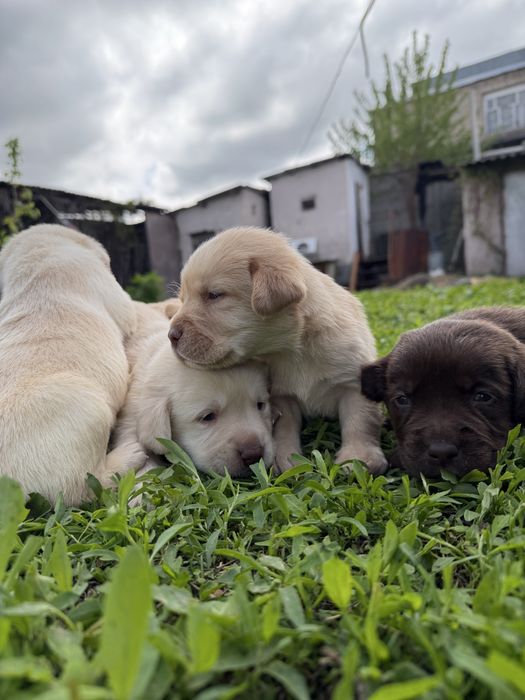 Продам щенков лабрадора