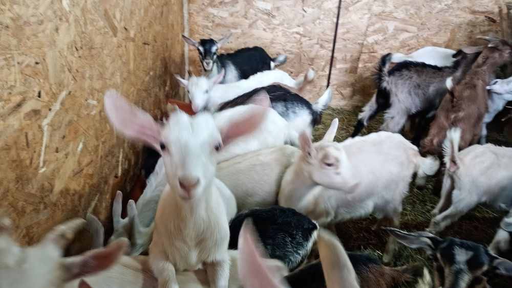 Iezii de vânzare pentru Paște