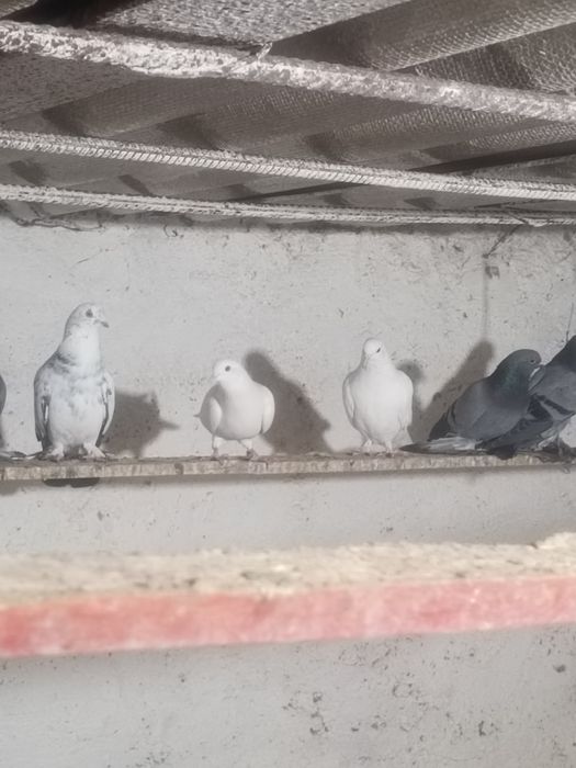 Голуби на игру разные