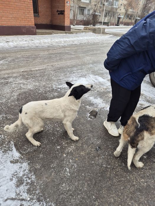 В добрые руки собака