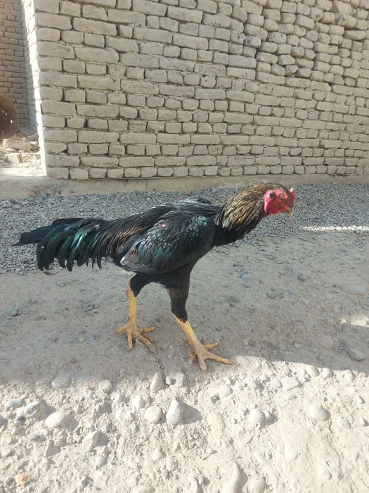 Dakang xo'roz kareyiski