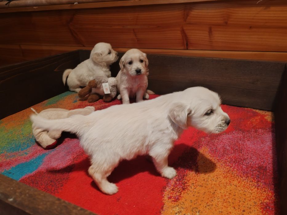 Голдън  ретривър