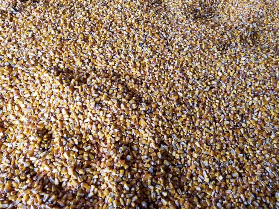 Vând grâu și porumb 2025