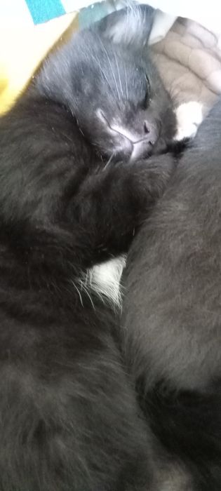 Отдам котят в хорошие руки